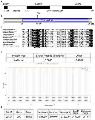 Thioredoxin VdTrx1, an unconventional secreted protein, is a virulence factor in Verticillium dahliae